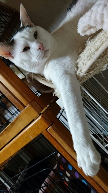 f:id:puruchang:20180117210007j:image