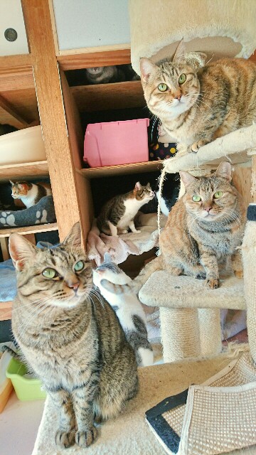 f:id:puruchang:20180123205531j:image