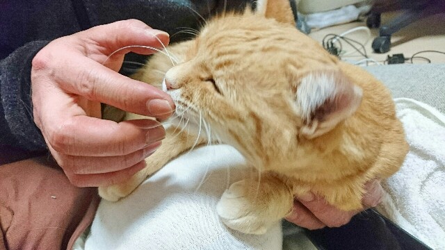 f:id:puruchang:20180212221802j:image