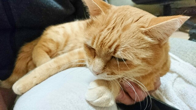 f:id:puruchang:20180212221858j:image