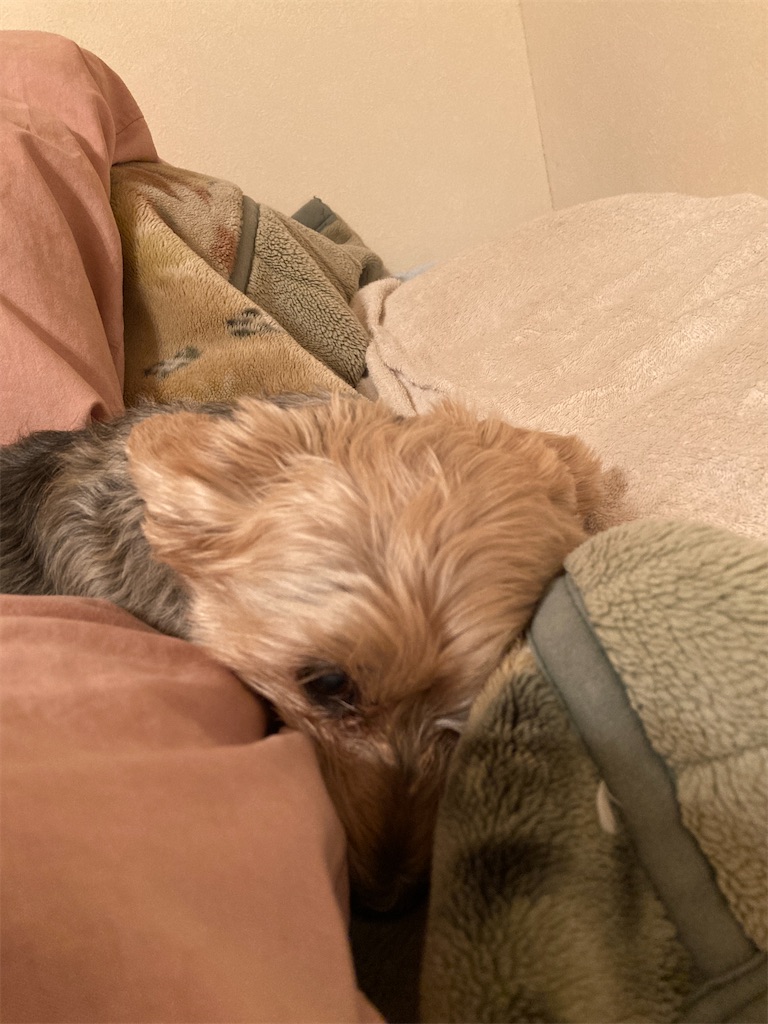 f:id:puruteru:20211021203252j:image