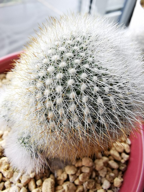 白いサボテン - ぷてっちわーるど