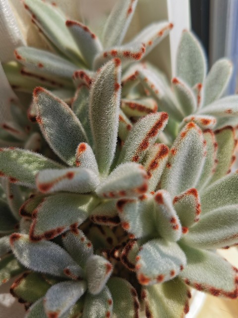 もふもふ カランコエ うさ耳シリーズ 北海道で室内管理 - ぷてっちわーるど