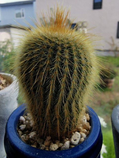 ダイソー 産 うちのサボテン達 100均 - ぷてっちわーるど