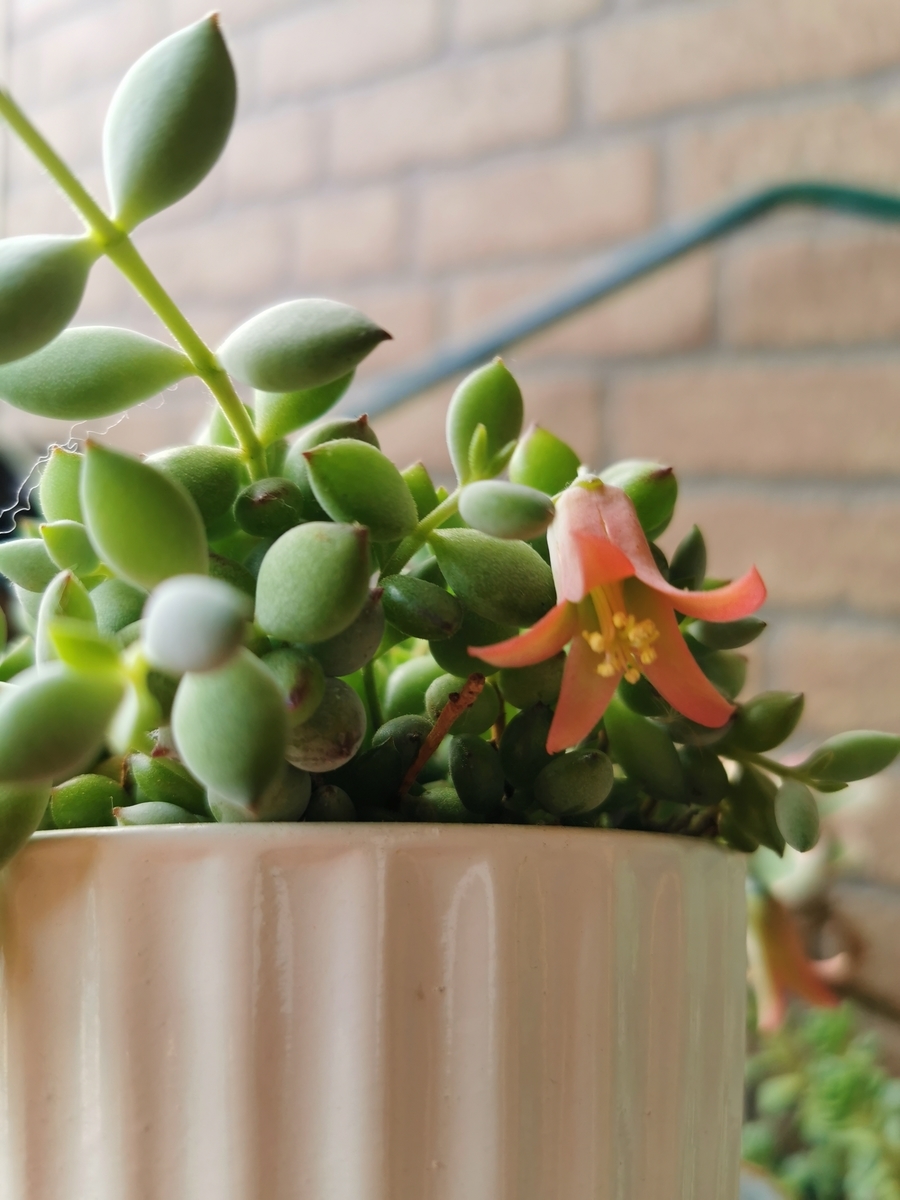 コチレドン ペンデンス 多肉植物 花 - ぷてっちわーるど