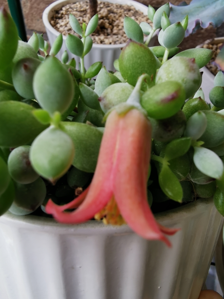 コチレドン ペンデンス 多肉植物 花 - ぷてっちわーるど