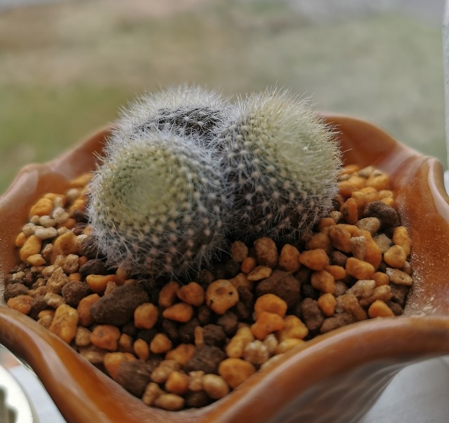 雪晃の成長がすごい 白サボテン - ぷてっちわーるど