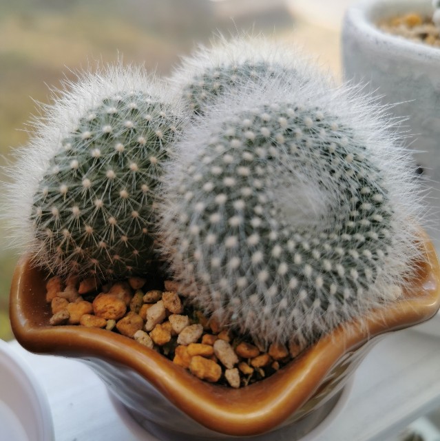 雪晃の成長がすごい 白サボテン - ぷてっちわーるど