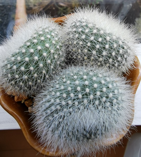 雪晃の成長がすごい 白サボテン - ぷてっちわーるど
