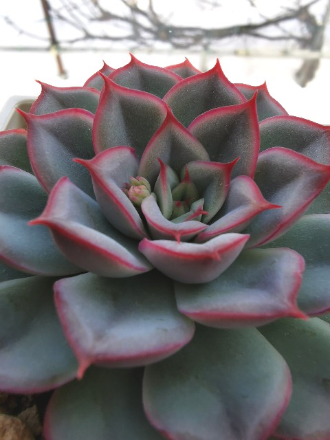 北海道の室内で多肉植物が ほんのり 紅葉しています。 - ぷてっちわーるど