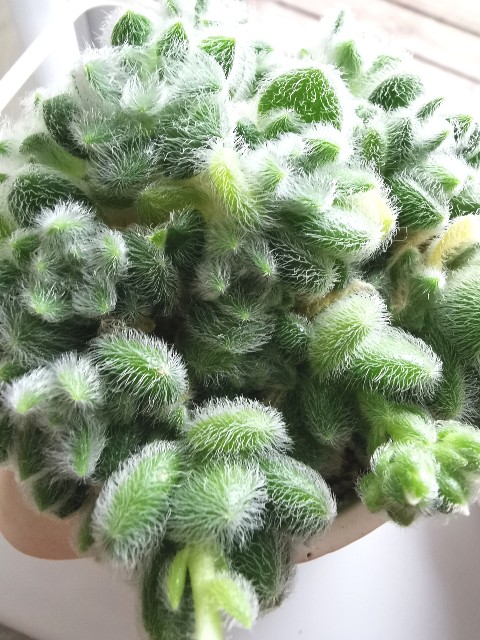 おまとめ！多肉植物^o^  カシミヤヒントニー セダム カシミアヒントニー(モシニアナム)/盆栽、多肉植物、塊根