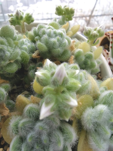 多肉植物 カシミヤ ヒントニー セダム属 開花 白花 - ぷてっちわーるど