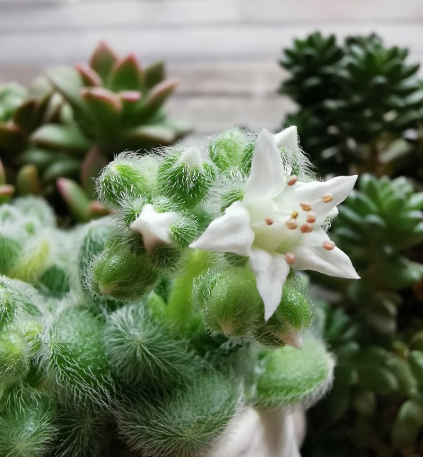 多肉植物 カシミヤ ヒントニー セダム属 開花 白花 - ぷてっち