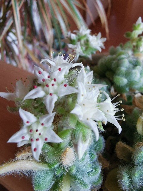 おまとめ！多肉植物^o^  カシミヤヒントニー セダム カシミアヒントニー Sedum mocinianum｜多肉植物図鑑 PUKUBOOK