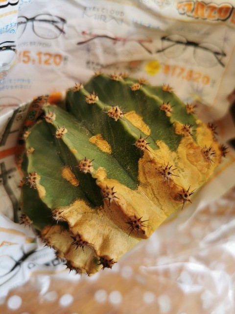 f:id:putetan:20220420191734j:image