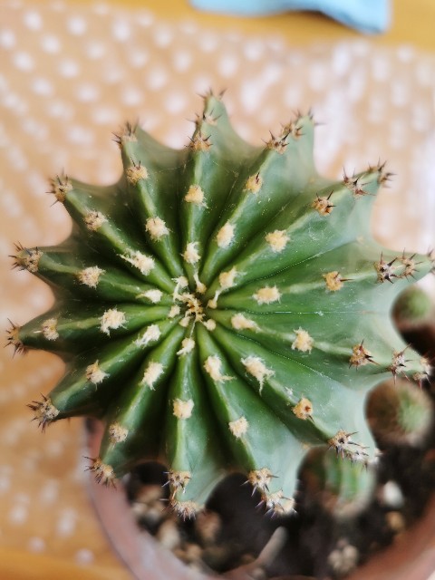 f:id:putetan:20220420191757j:image