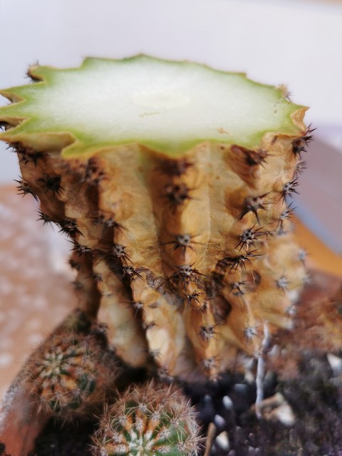 f:id:putetan:20220420191852j:image