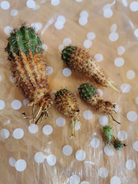 f:id:putetan:20220420191959j:image