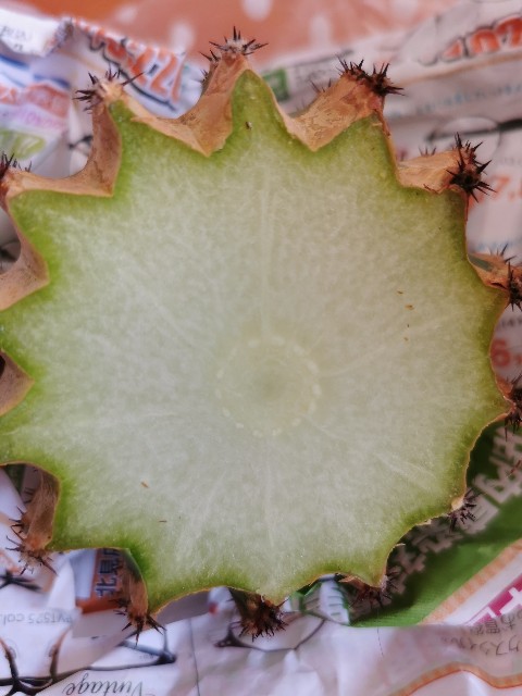 f:id:putetan:20220420192157j:image