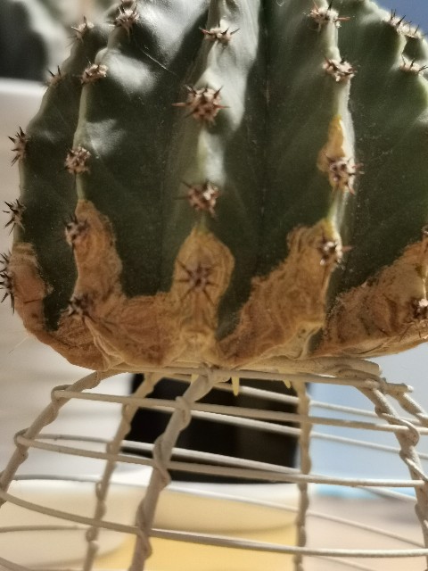 f:id:putetan:20220420192916j:image