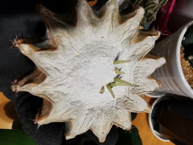 f:id:putetan:20220420193238j:image