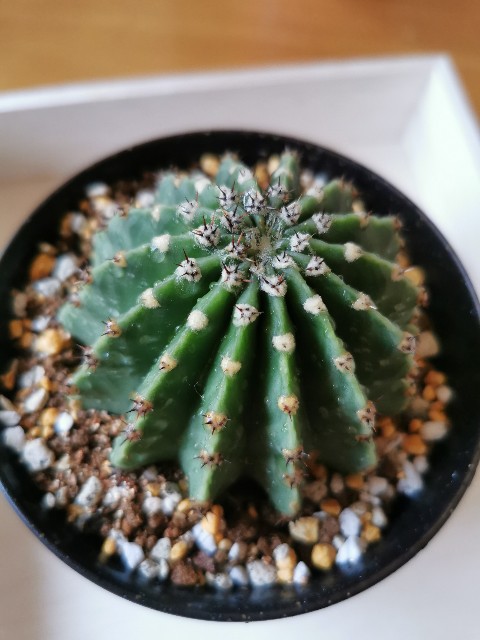 サボテンの短毛丸 ( タンゲマル ) を胴切りしてみました。 - ぷてっち