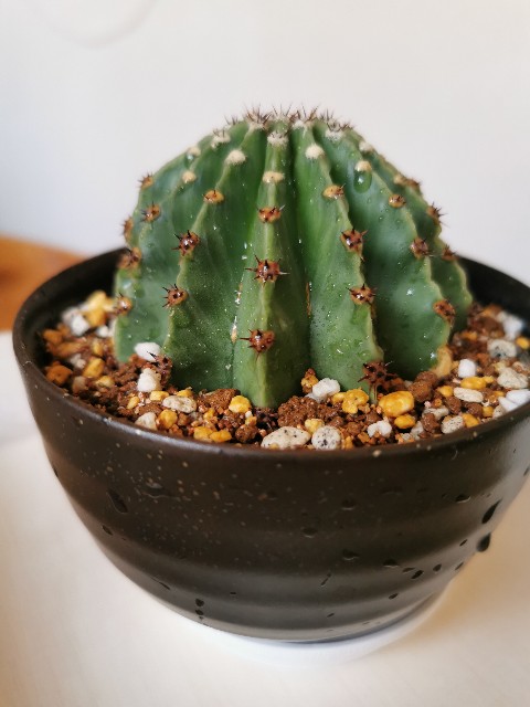 f:id:putetan:20220420193635j:image