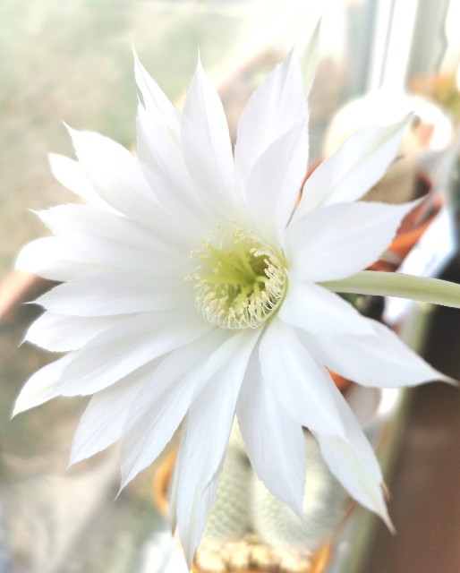 f:id:putetan:20220427115141j:image