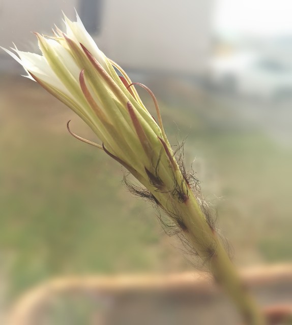f:id:putetan:20220427200850j:image