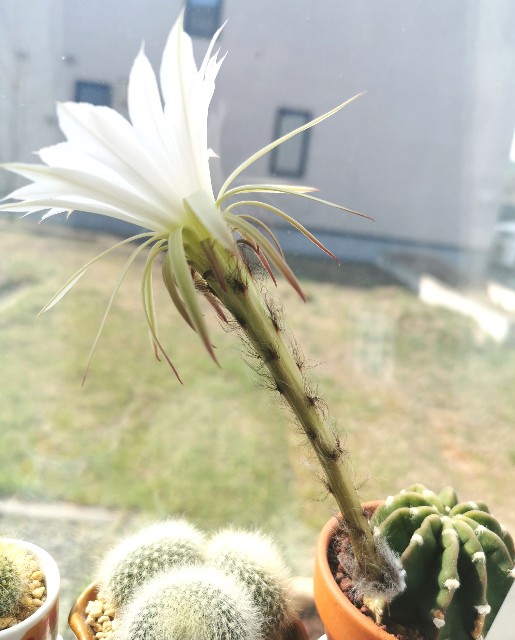 北海道で室内管理の刺無短毛丸 サボテン タンゲマル 今年2度目の開花