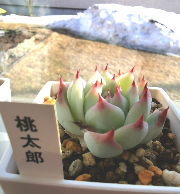 f:id:putetan:20230321161022j:image