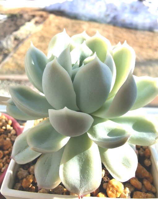 f:id:putetan:20230321161037j:image