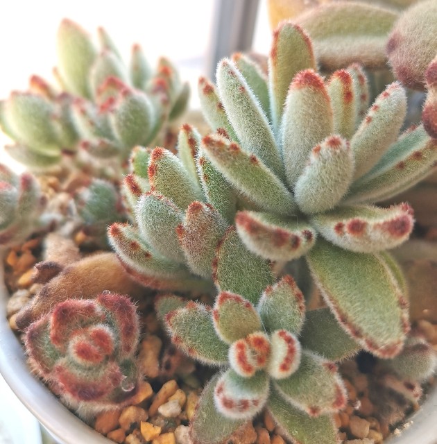 f:id:putetan:20230321161053j:image