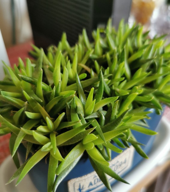 f:id:putetan:20230321161111j:image