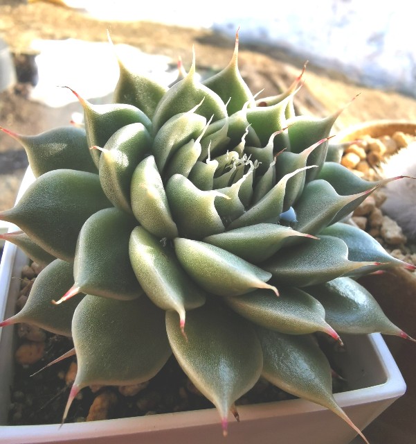 f:id:putetan:20230321161128j:image