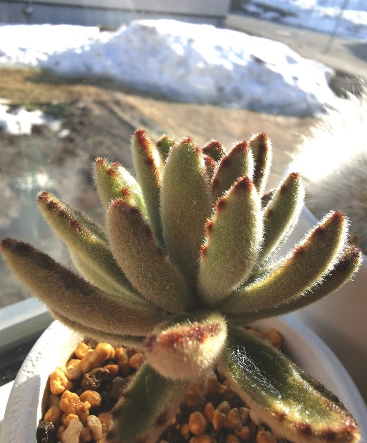 f:id:putetan:20230321161143j:image