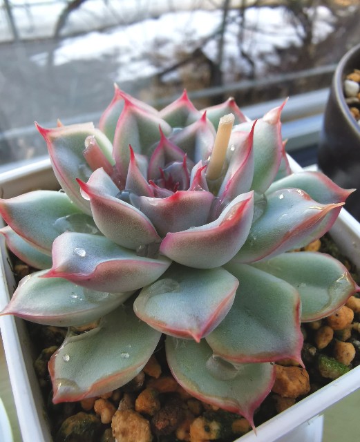 f:id:putetan:20230321161222j:image