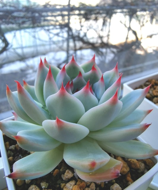 f:id:putetan:20230321161234j:image