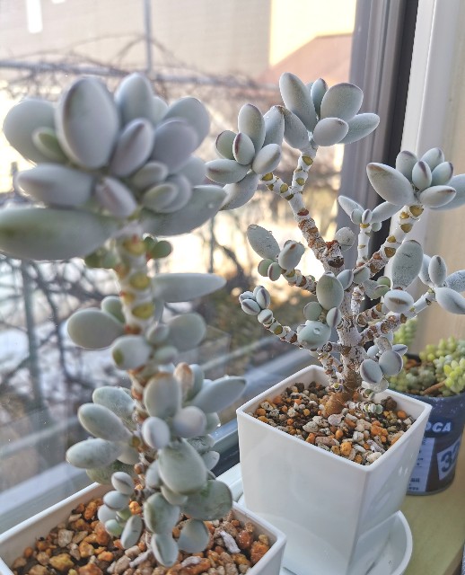 f:id:putetan:20230321161248j:image