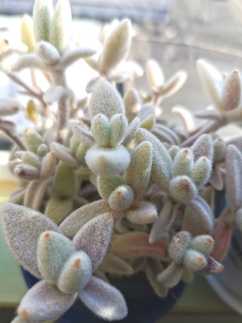 f:id:putetan:20230321161302j:image