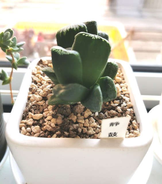 f:id:putetan:20230321161318j:image