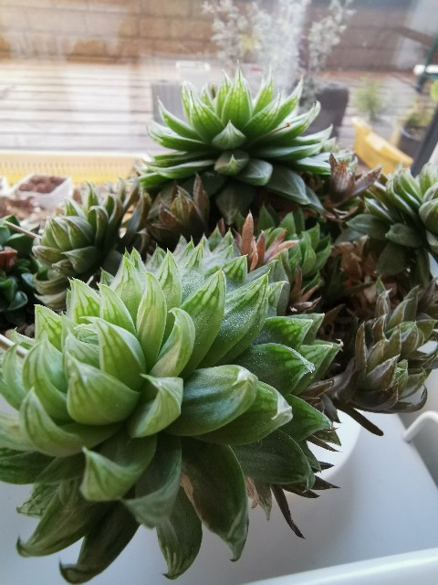 f:id:putetan:20230321161344j:image