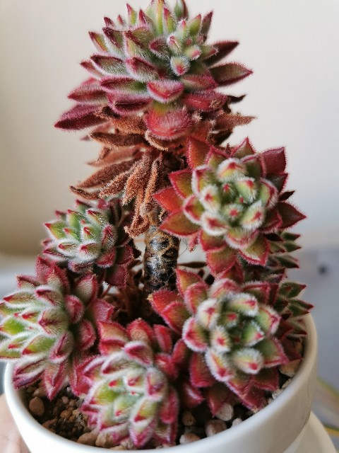 f:id:putetan:20230321162811j:image