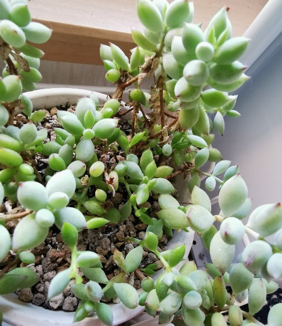 f:id:putetan:20230321162826j:image