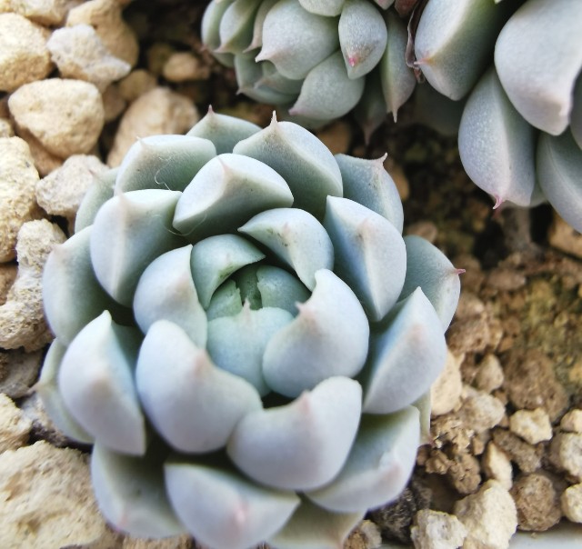 f:id:putetan:20230321162919j:image