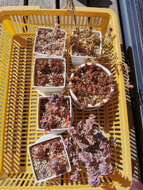 f:id:putetan:20230321163120j:image