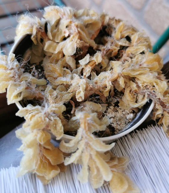 f:id:putetan:20230321163137j:image