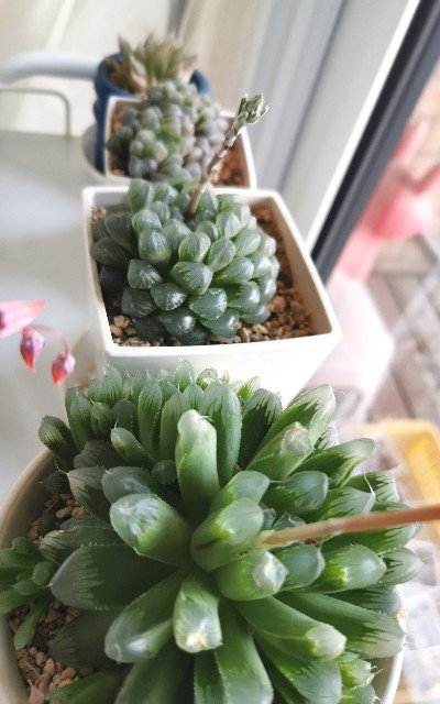 f:id:putetan:20230321172649j:image