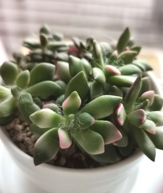 f:id:putetan:20230321172744j:image