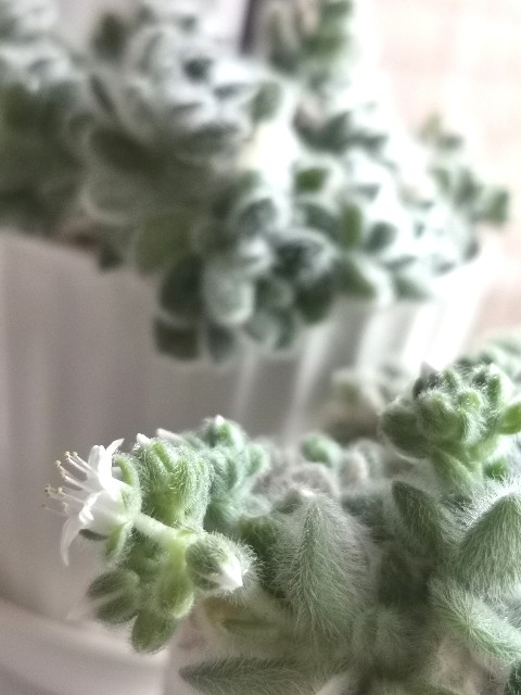 f:id:putetan:20230321172758j:image